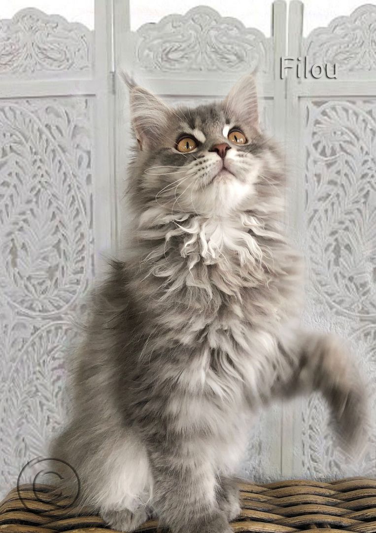 Maine Coon Kitten XXL