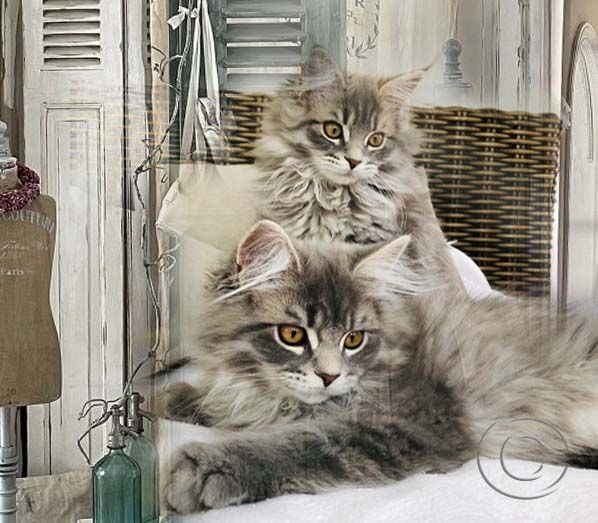 Maine Coon Kitten XXL