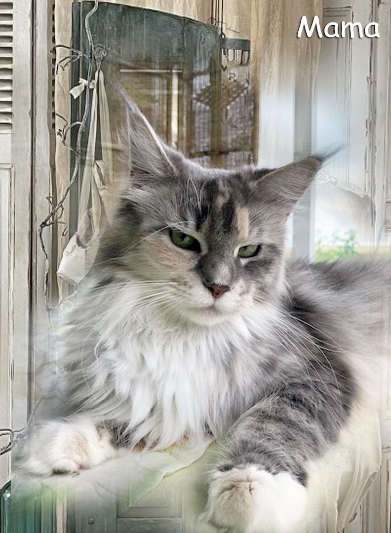 Maine Coon Kitten XXL