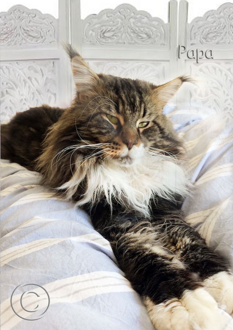 Maine Coon Kitten XXL