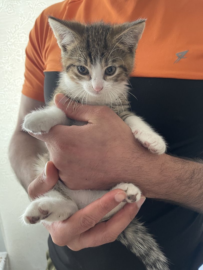 Männliche Baby Katze