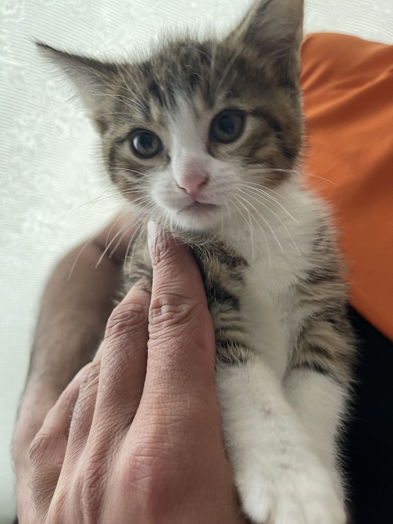 Männliche Baby Katze