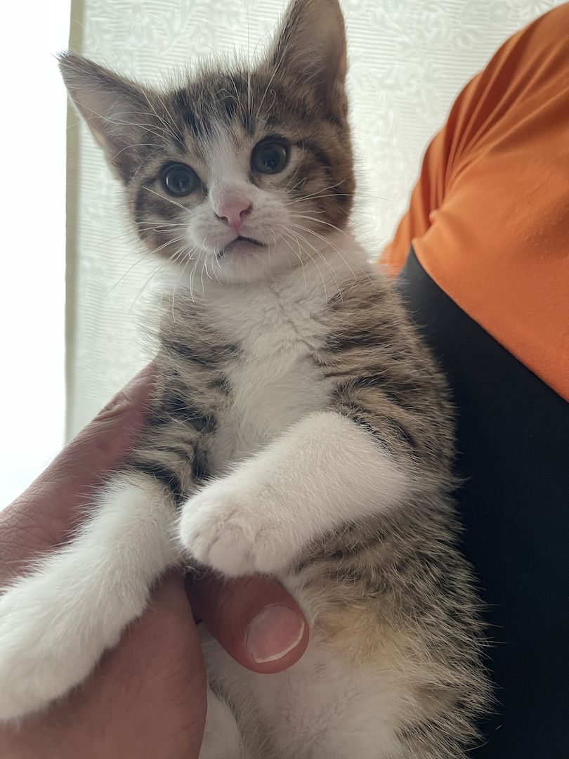 Männliche Baby Katze