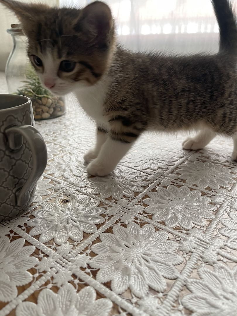 Männliche Baby Katze