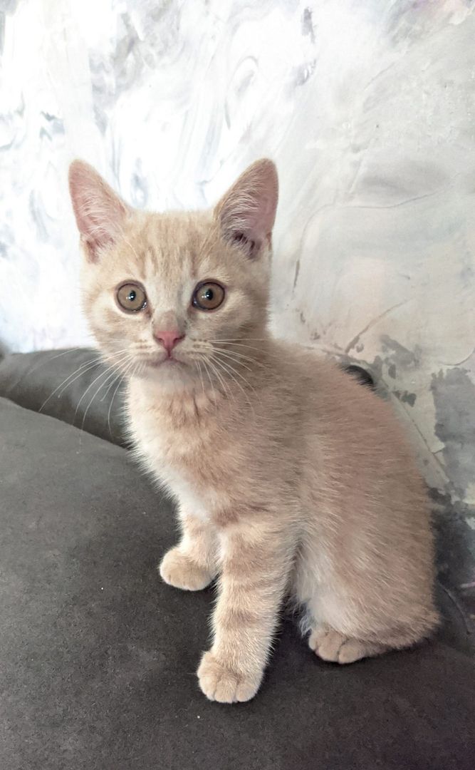 BKH Kitten BKH Kitten