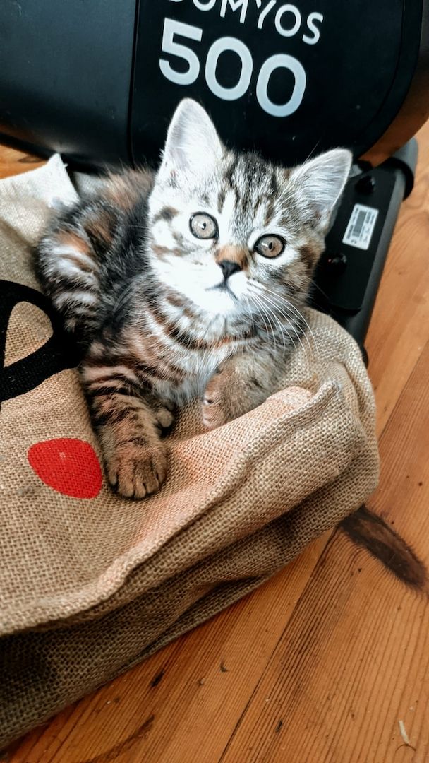 BKH Kitten BKH Kitten