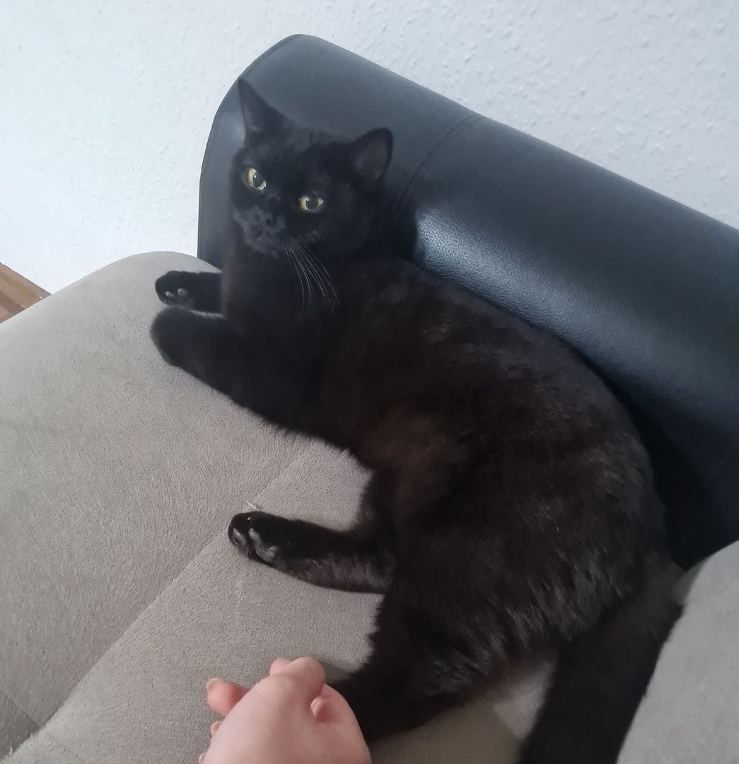  British Kurzhaar Katze SUCHT NEUES ZUHAUSE