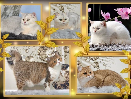 Britisch Kurzhaar Katzen 1 - 2 und 3 Jahre mit Stammbaum.