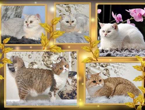 Britisch Kurzhaar Katzen 1 - 2 und 3 Jahre mit Stammbaum.