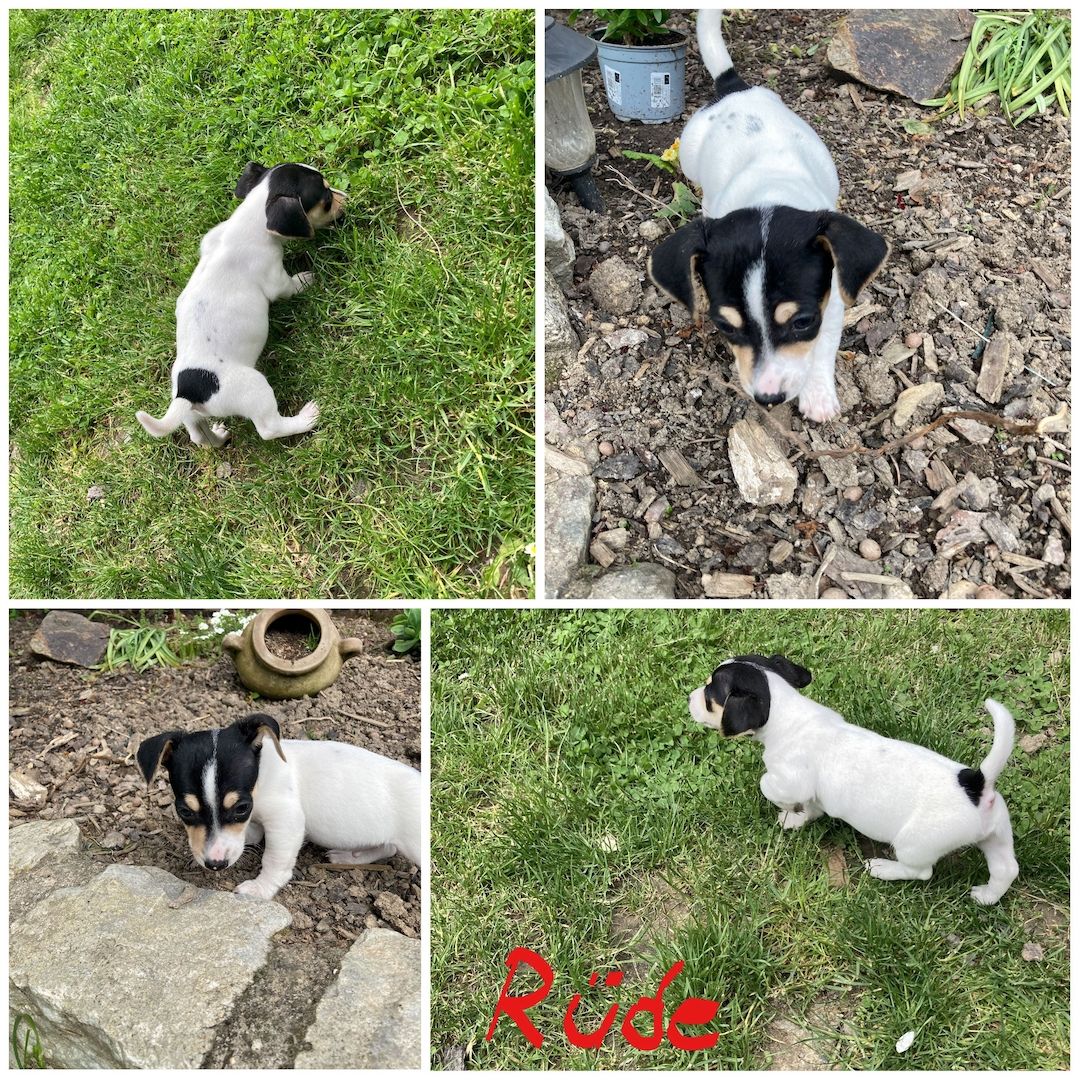 Jack Russel Welpen Jack Russel Welpen