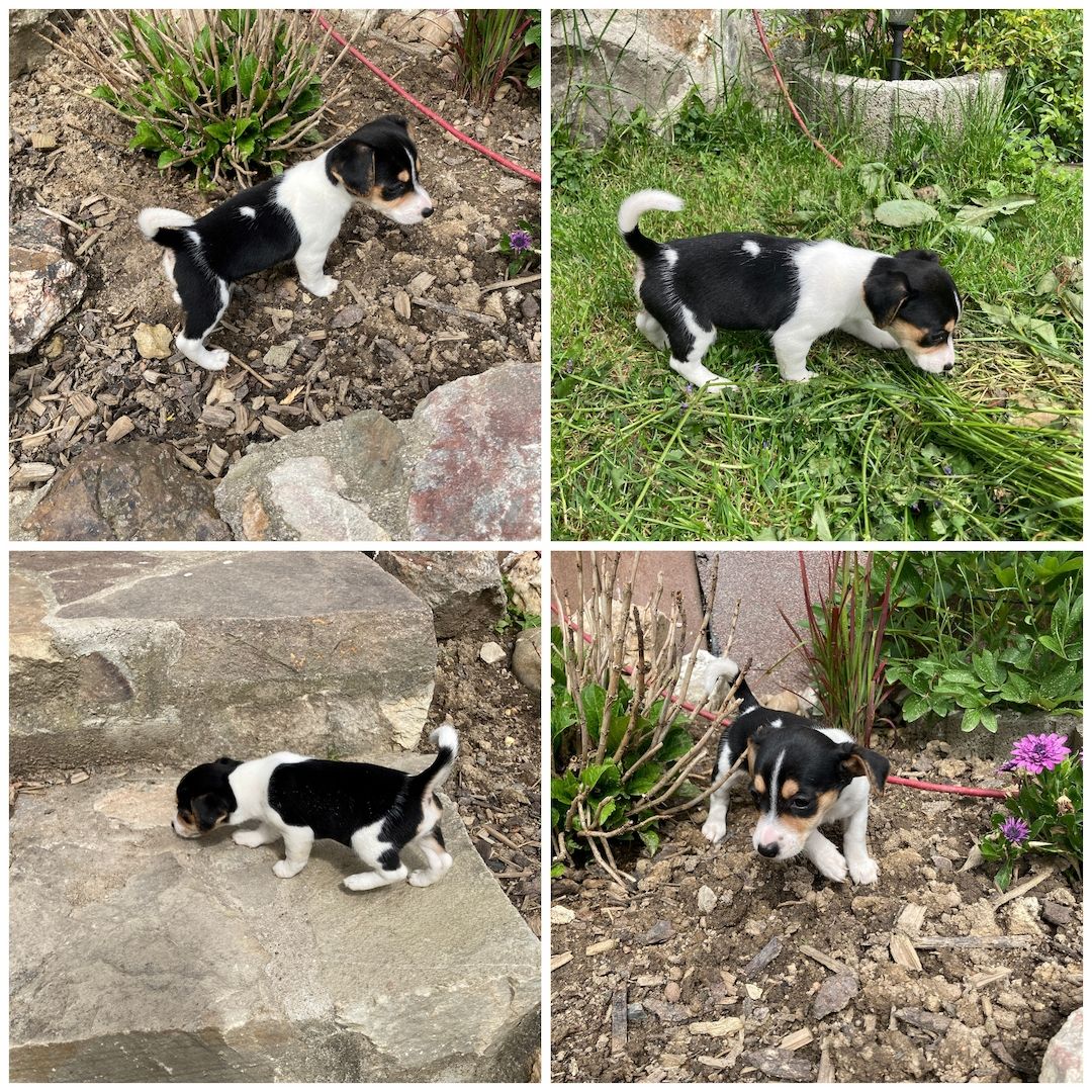 Jack Russel Welpen Jack Russel Welpen