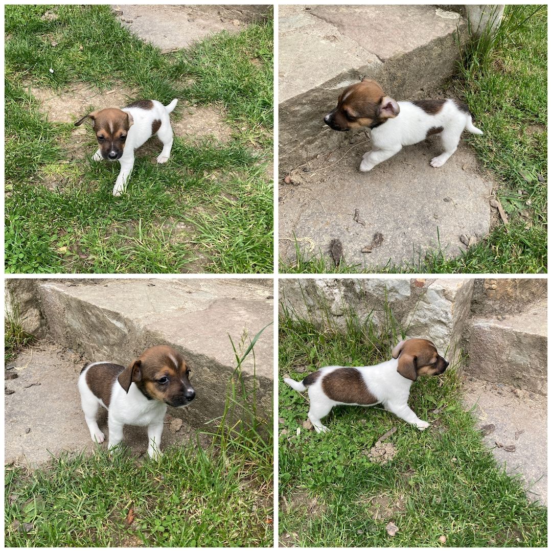 Jack Russel Welpen Jack Russel Welpen
