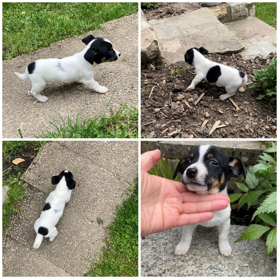Jack Russel Welpen Jack Russel Welpen
