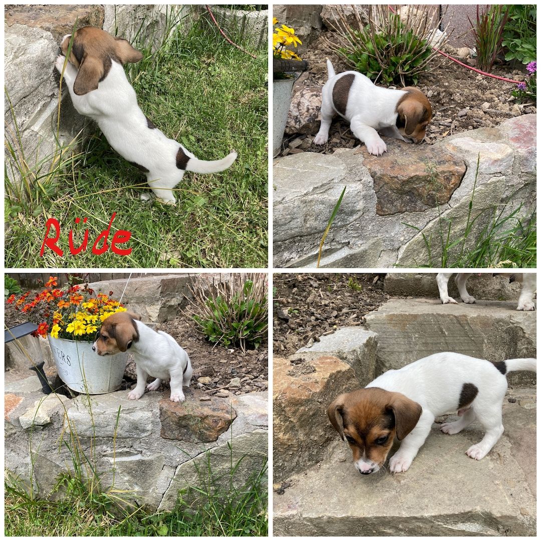 Jack Russel Welpen Jack Russel Welpen