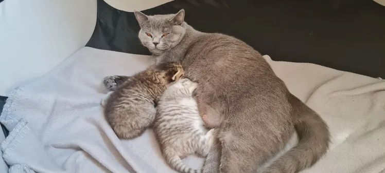 Zwei wunderschöne reinrassige Tabby BKH Kitten! A-WURF!