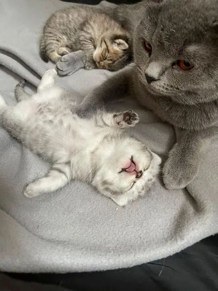 Zwei wunderschöne reinrassige Tabby BKH Kitten! A-WURF!