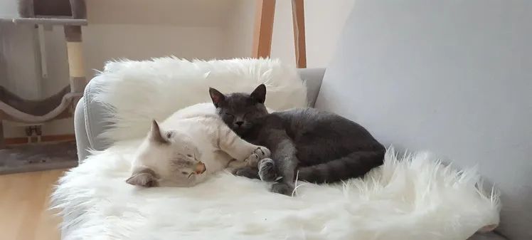 Zwei wunderschöne reinrassige Tabby BKH Kitten! A-WURF!