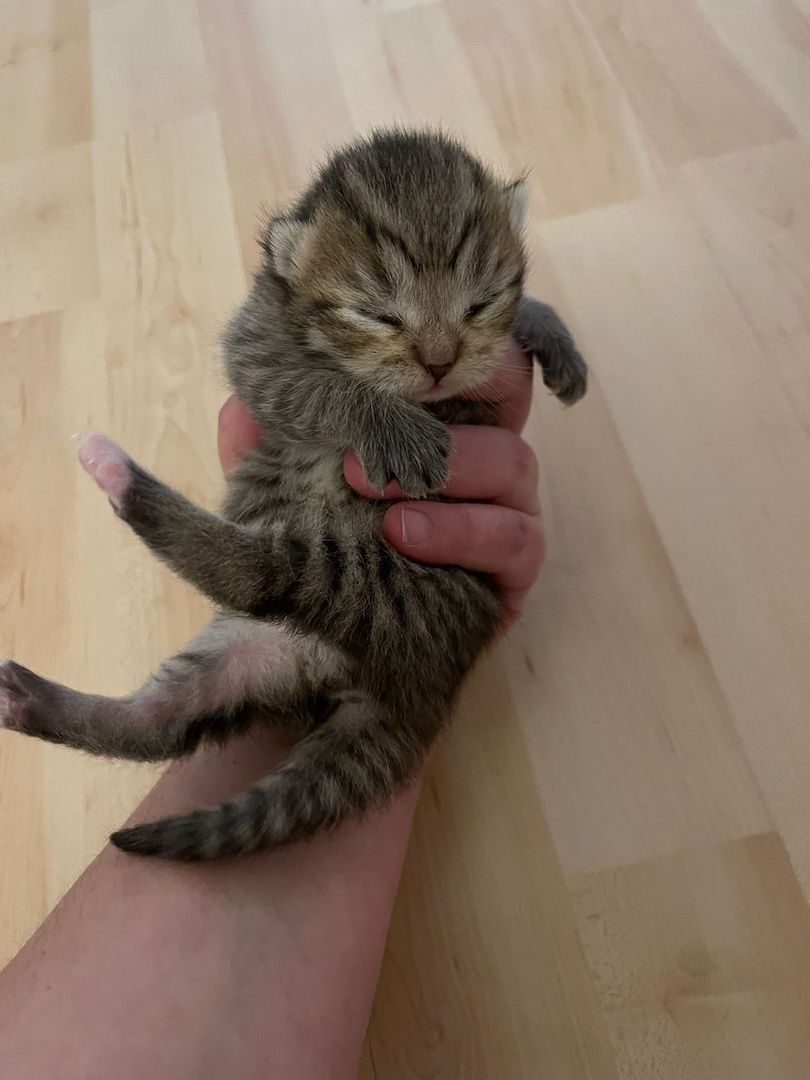 Zwei wunderschöne reinrassige Tabby BKH Kitten! A-WURF!