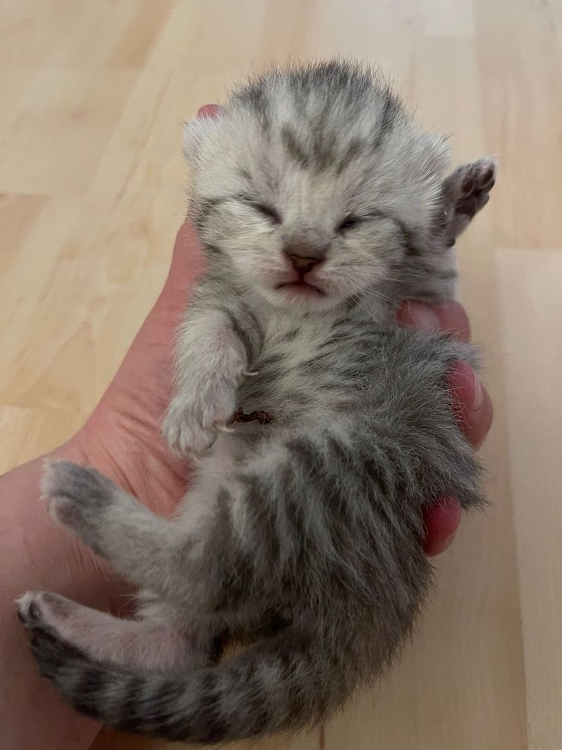 Zwei wunderschöne reinrassige Tabby BKH Kitten! A-WURF!