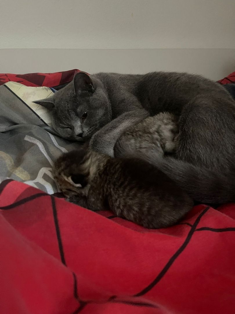 Zwei wunderschöne reinrassige Tabby BKH Kitten! A-WURF!