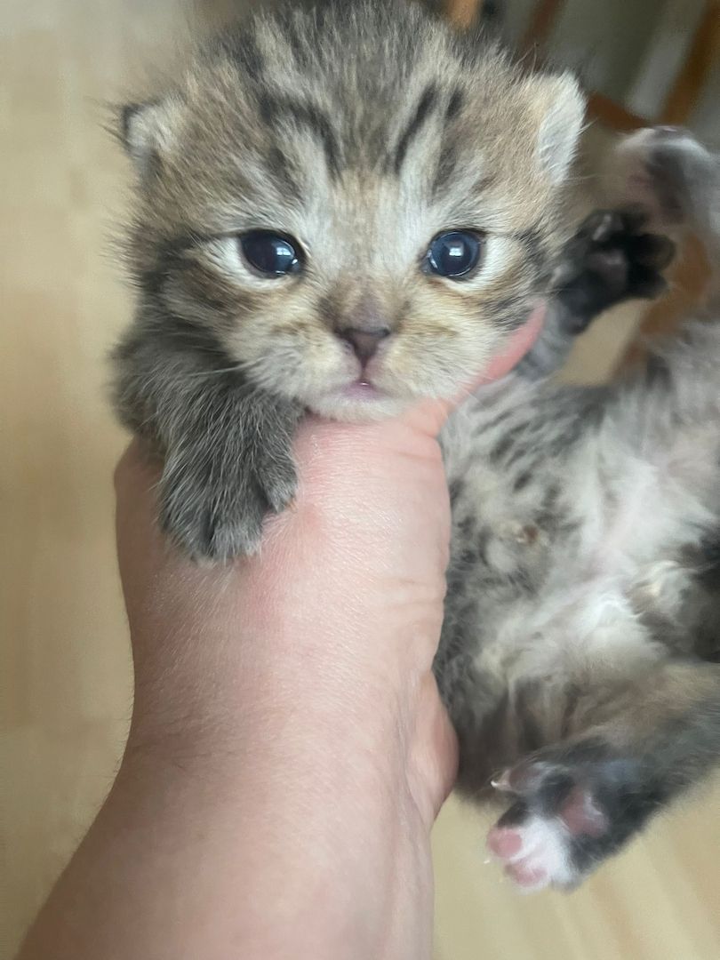 Zwei wunderschöne reinrassige Tabby BKH Kitten! A-WURF!
