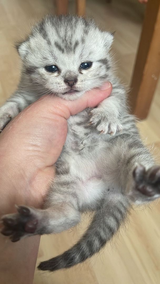 Zwei wunderschöne reinrassige Tabby BKH Kitten! A-WURF!