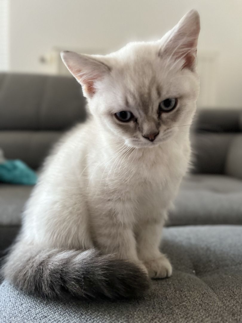 Süße Reinrassige BKH Katzen