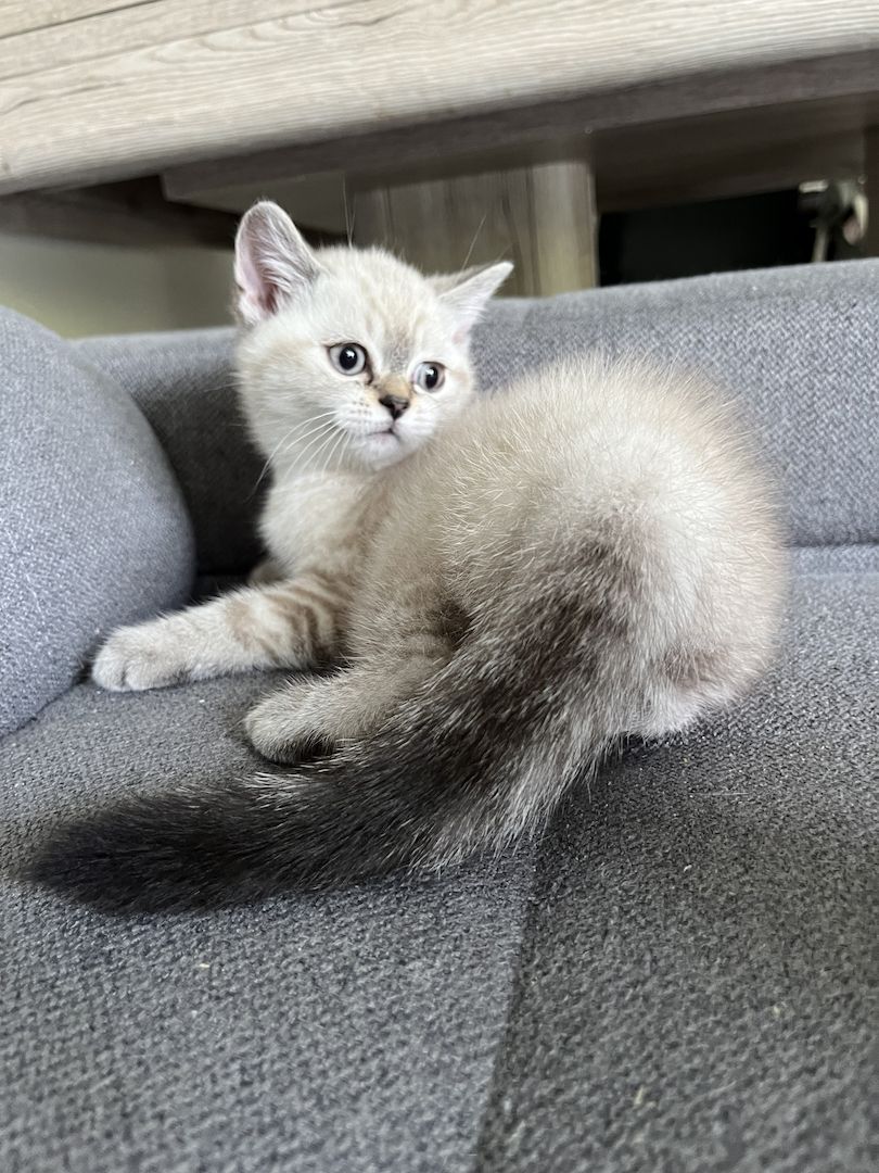 Süße Reinrassige BKH Katzen