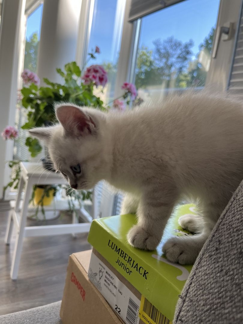 Süße Reinrassige BKH Katzen