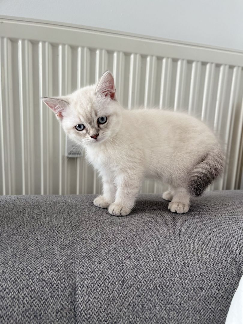 Süße Reinrassige BKH Katzen