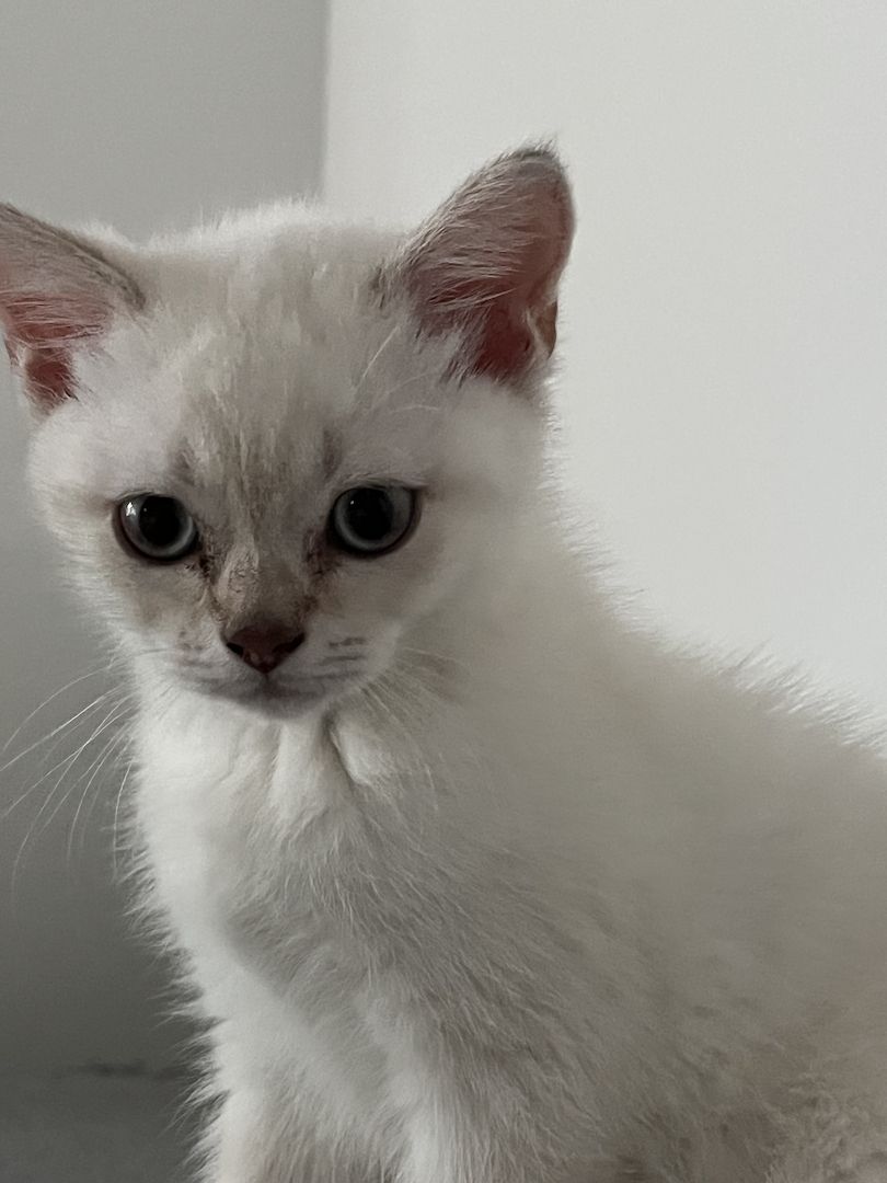 Süße Reinrassige BKH Katzen