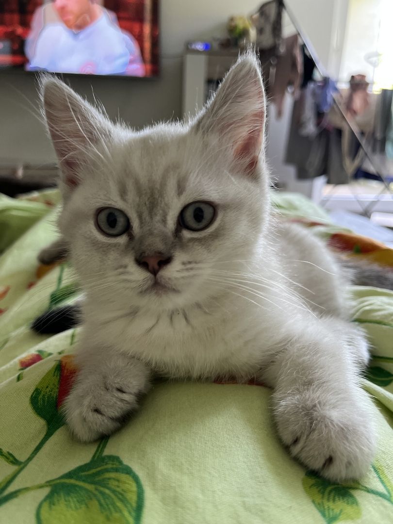 Süße Reinrassige BKH Katzen