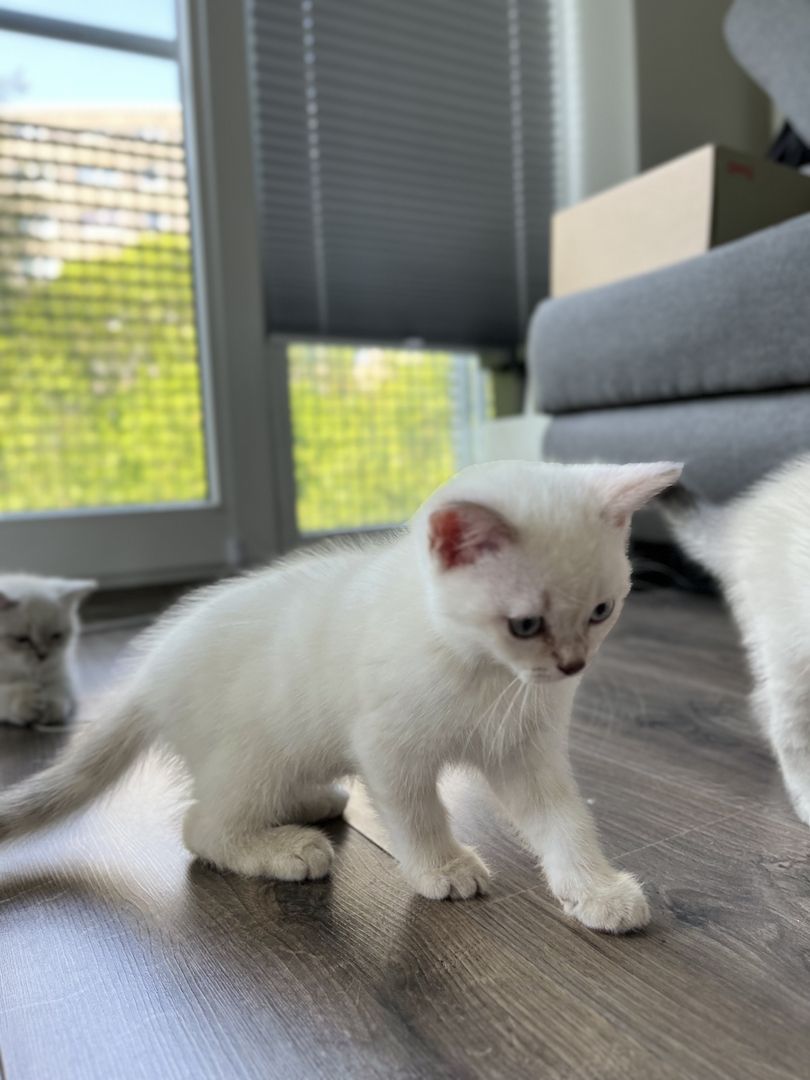 Süße Reinrassige BKH Katzen