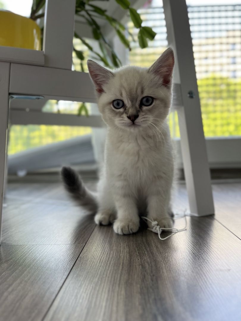 Süße Reinrassige BKH Katzen