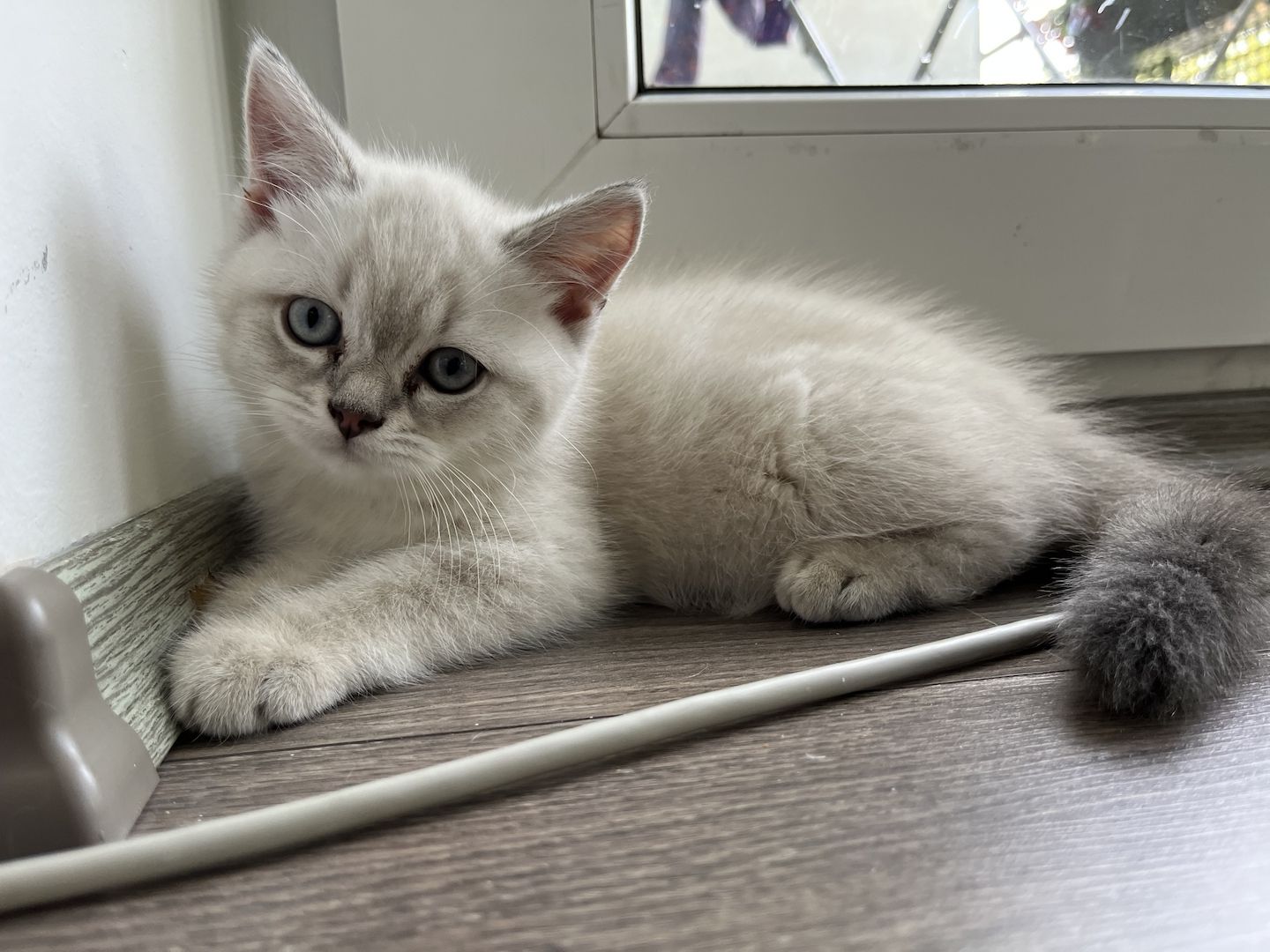 Süße Reinrassige BKH Katzen