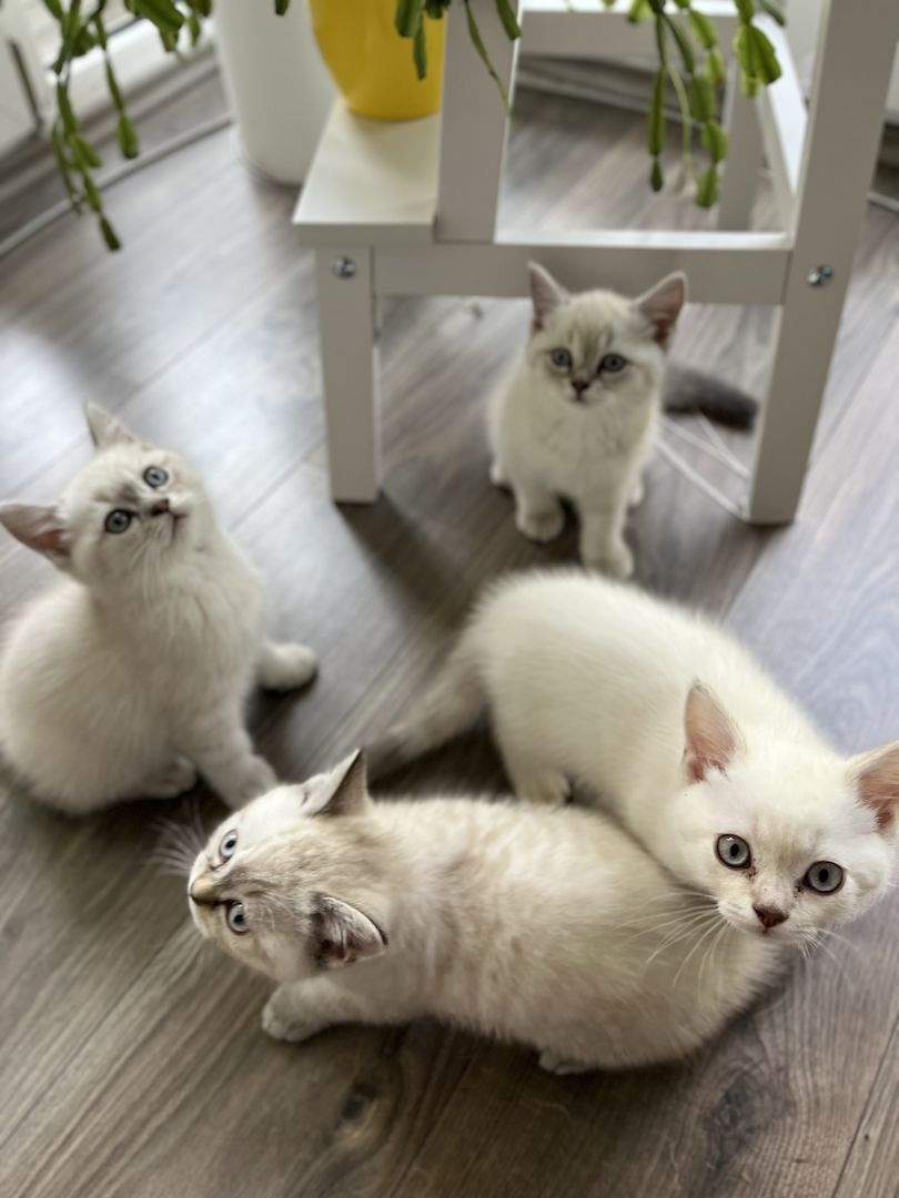 Süße Reinrassige BKH Katzen