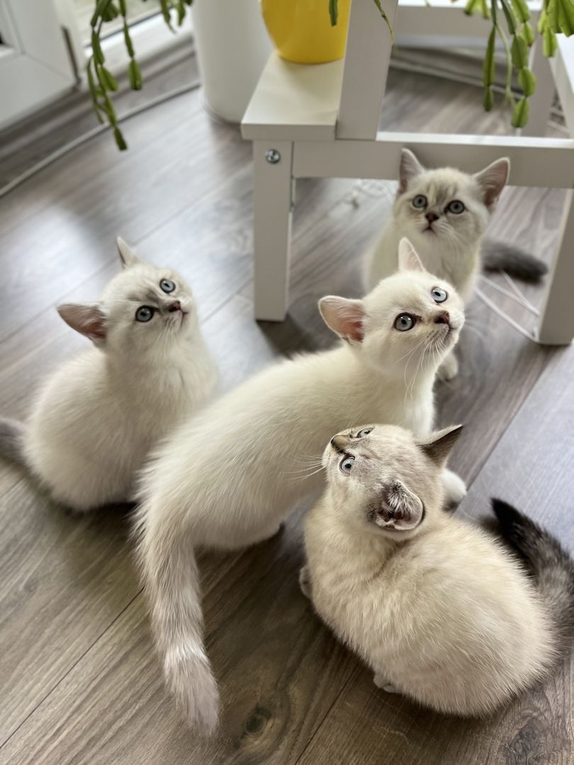 Süße Reinrassige BKH Katzen