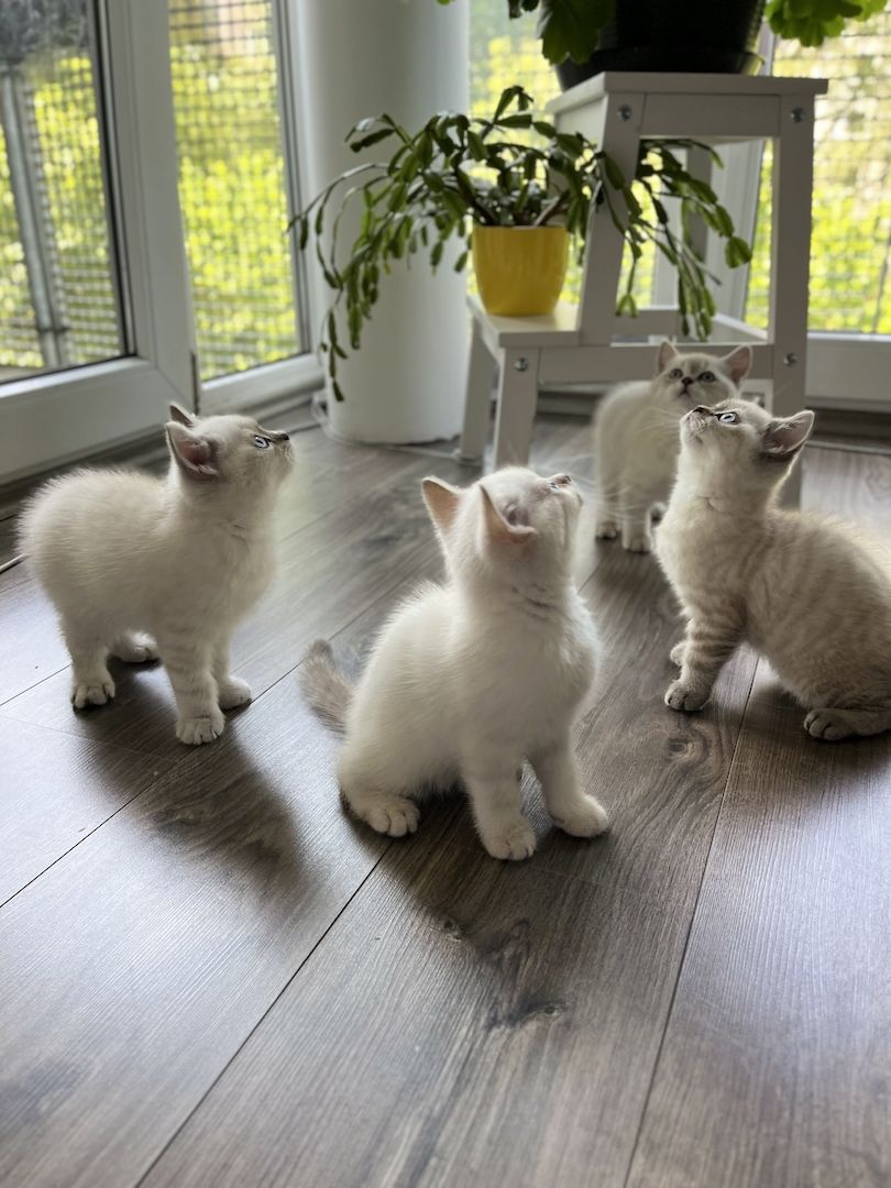 Süße Reinrassige BKH Katzen