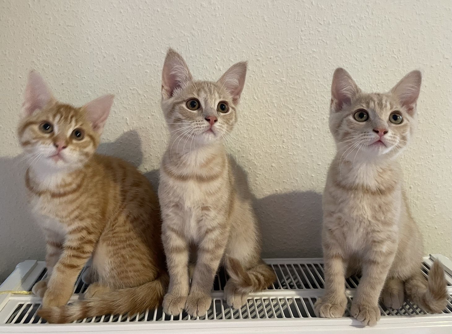 Maine Coon Mix Kitten Kätzchen Katze Kater