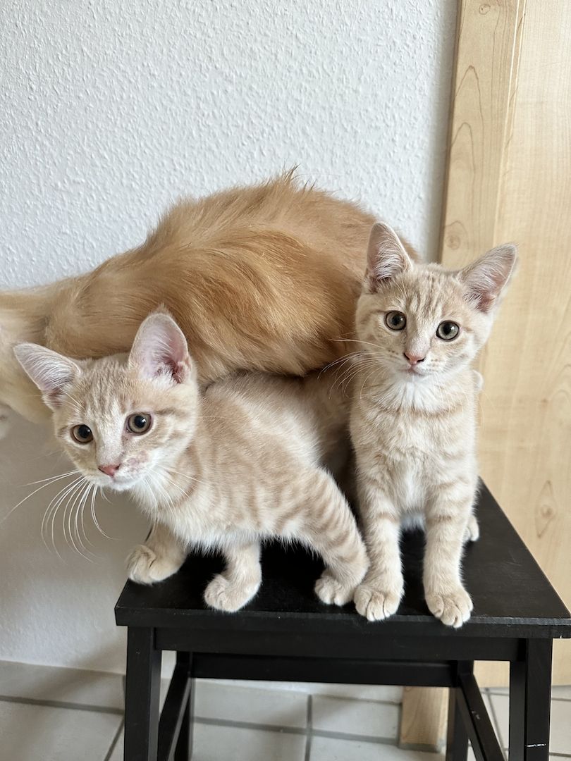 Maine Coon Mix Kitten Kätzchen Katze Kater