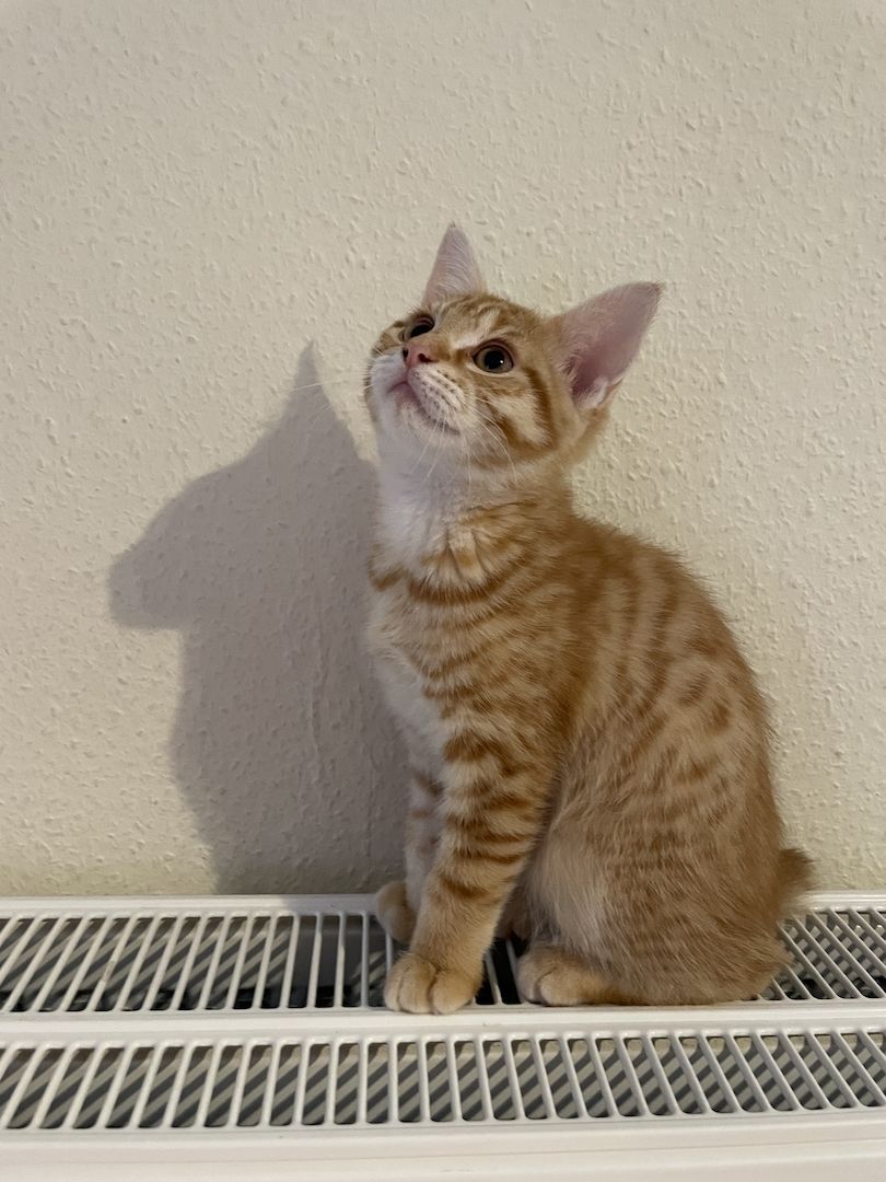 Maine Coon Mix Kitten Kätzchen Katze Kater