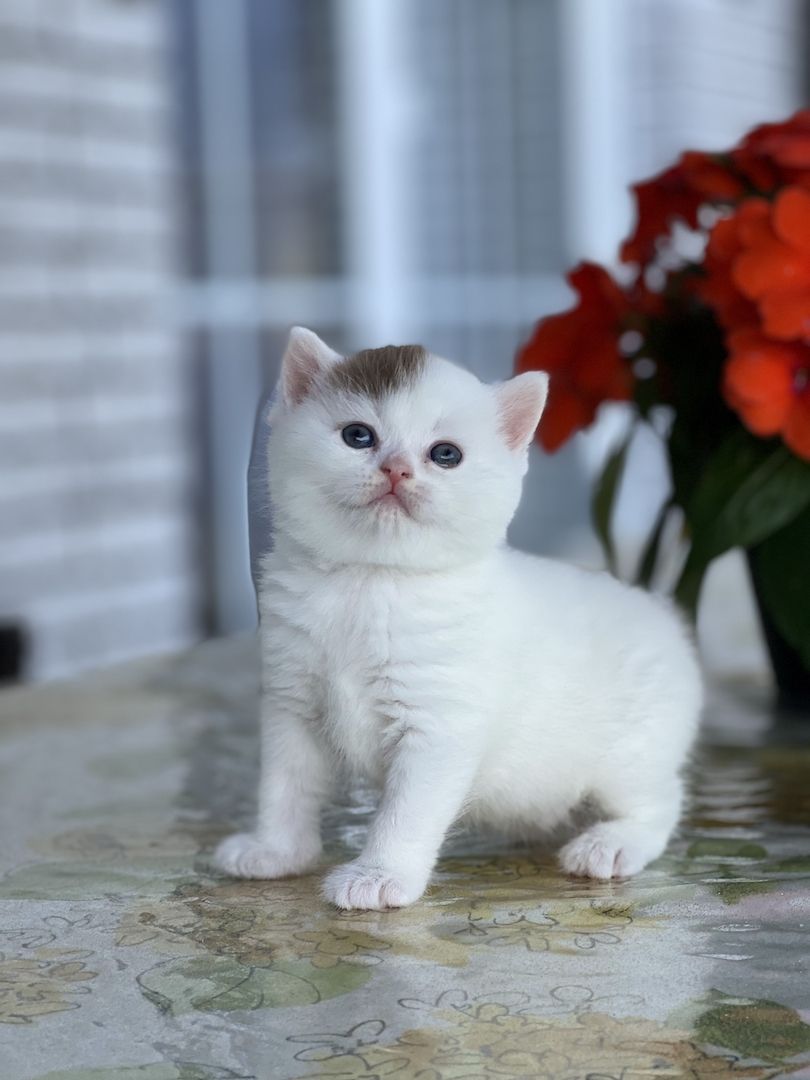 Wunderschöne BKH Kitten