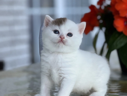 Wunderschöne BKH Kitten