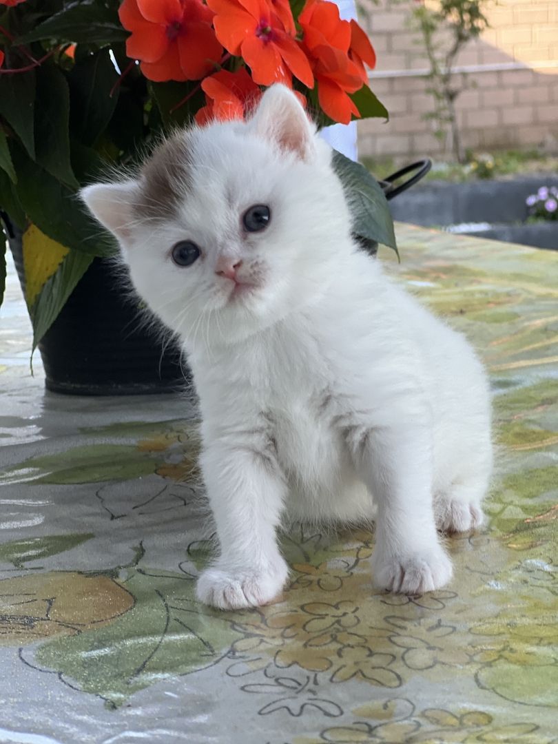 Wunderschöne BKH Kitten