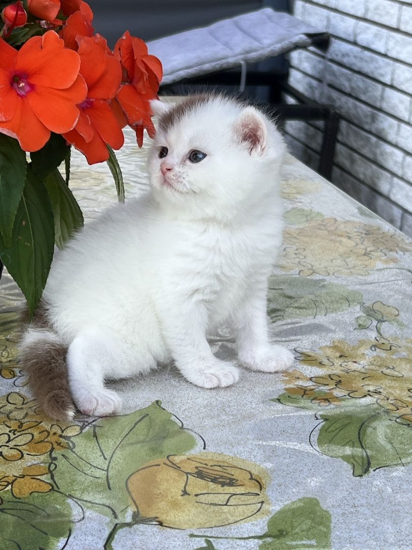 Wunderschöne BKH Kitten