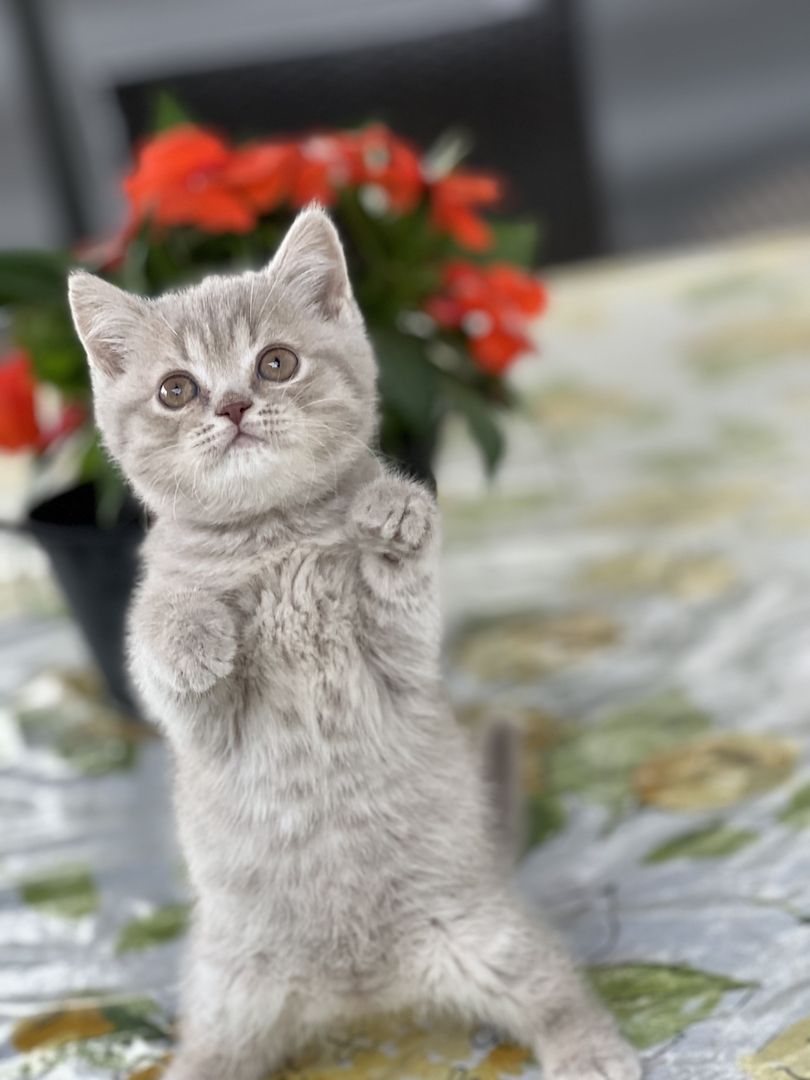 Wunderschöne BKH Kitten