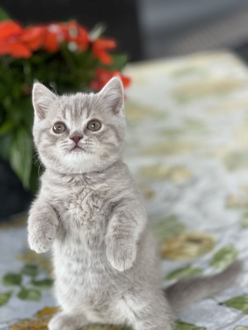 Wunderschöne BKH Kitten