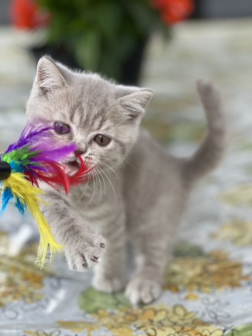 Wunderschöne BKH Kitten