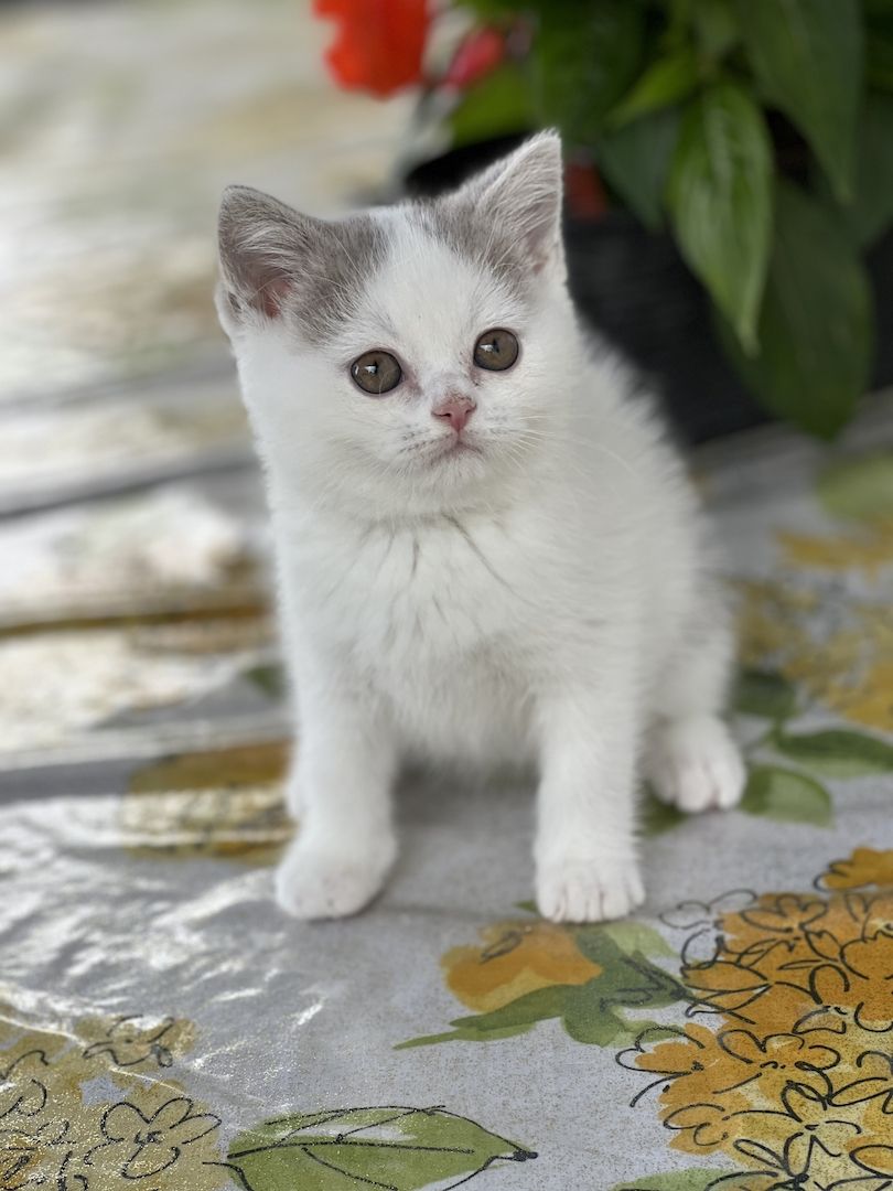 Wunderschöne BKH Kitten