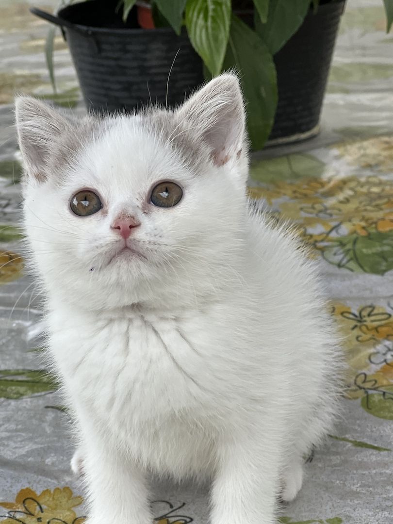 Wunderschöne BKH Kitten